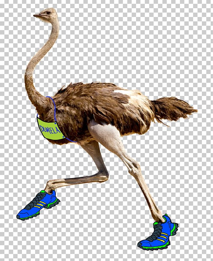 Common Ostrich Bird Omnivore Insect Carnivore PNG, Clipart, Bird, Carnivore, Common Ostrich, Insect, Omnivore Free PNG Download