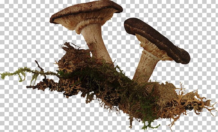 Mushroom Mindmegette わいせつ物頒布等の罪 Shiitake Yakiniku PNG, Clipart, Bail, Branch, Jiang, Lo Mein, Mindmegette Free PNG Download