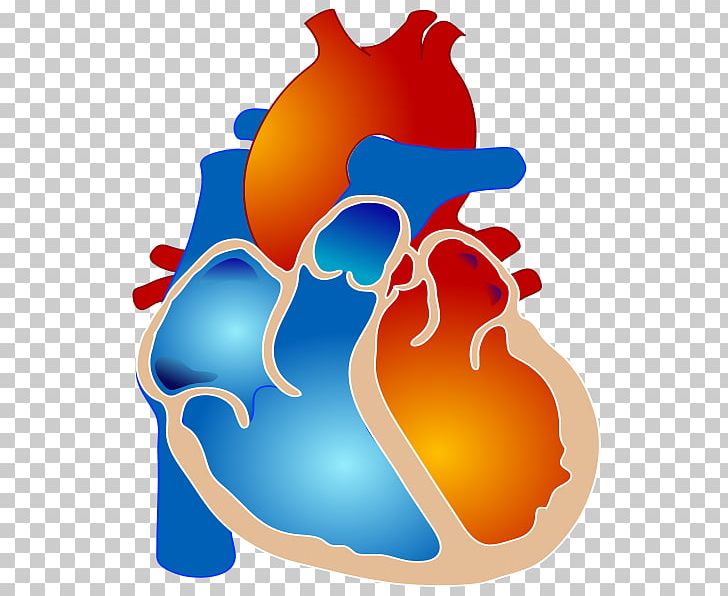Tetralogy Of Fallot Congenital Heart Defect Cyanotic Heart Defect Ventricular Septal Defect PNG, Clipart, Birth Defect, Cardiology, Congenital Heart Defect, Cyanosis, Cyanotic Heart Defect Free PNG Download