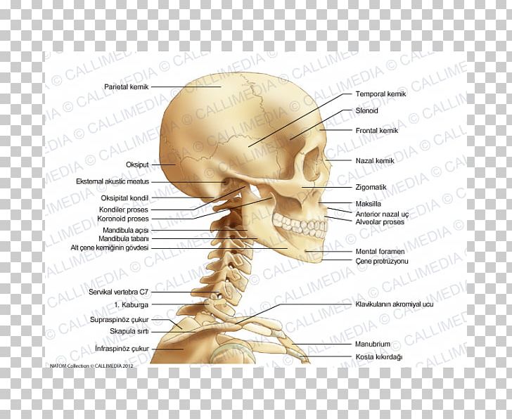 Bone Neck Head Human Skull Anatomy PNG, Clipart, Abdomen Anatomy, Anatomy, Bone, Clavicle, Diagram Free PNG Download