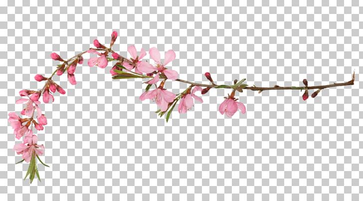 Cherry Blossom Spring PNG, Clipart, Blossom, Branch, Cherry, Cherry Blossom, Download Free PNG Download