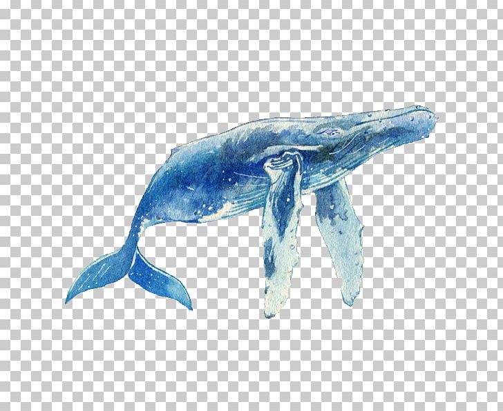 Dolphin Porpoise Marine Biology Fauna Cetacea PNG, Clipart, Animals, Biology, Cetacea, Creature, Dolphin Free PNG Download
