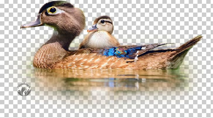 Duck Bird Cygnini Mallard Desktop PNG, Clipart, Altricial, American Pekin, Animal, Animals, Beak Free PNG Download
