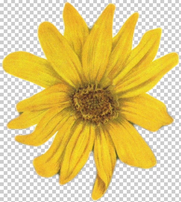 Flower Yellow Common Daisy PNG, Clipart, Chrysanths, Common Daisy, Daisy, Daisy Family, Flower Free PNG Download