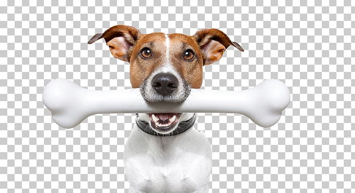 Jack Russell Terrier Stock Photography Puppy Bone Veterinarian PNG, Clipart, Animals, Bone, Carnivoran, Companion Dog, Dog Free PNG Download