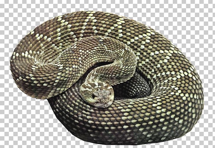 Brown Tree Snake Ball Python PNG, Clipart, Animals, Ball Python, Boa Constrictor, Boas, Boiga Free PNG Download