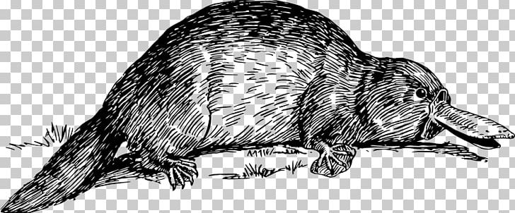 Perry The Platypus Rat Beaver Beak PNG, Clipart, Animals, Armadillo, Artwork, Beak, Beaver Free PNG Download