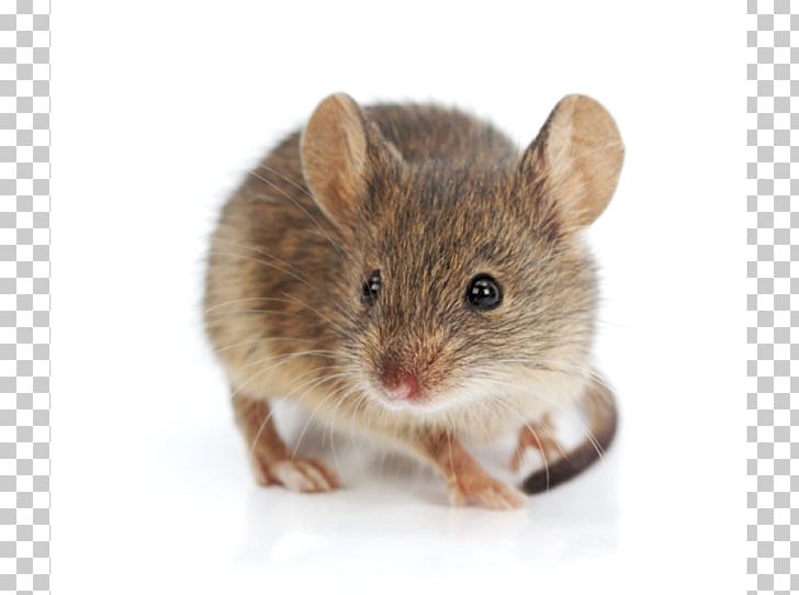 Rodent Brown Rat Fancy Mouse House Mouse Murids PNG, Clipart, Black Rat, Brown Rat, Dormouse, Fancy Mouse, Fauna Free PNG Download