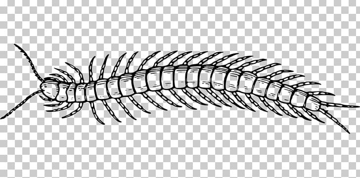 Scolopendra Gigantea Centipedes Line Art Drawing House Centipede PNG, Clipart,  Free PNG Download