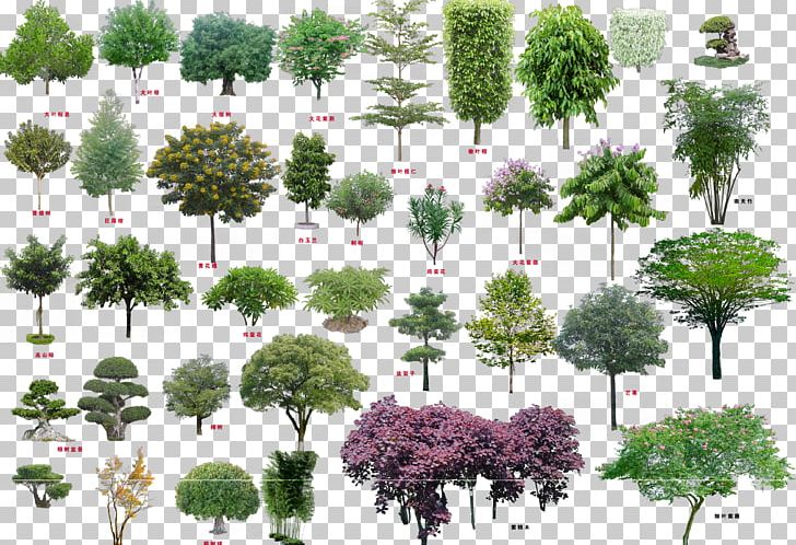 Tree Shrub PNG, Clipart, Autocad, Branch, Computeraided Design, Computer Software, Conifer Free PNG Download