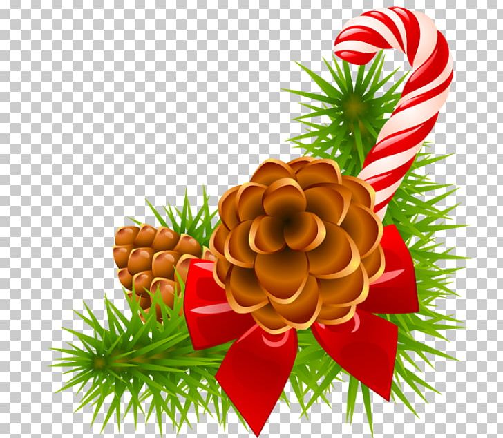 Conifer Cone Pine Christmas PNG, Clipart, Branch, Christmas, Christmas Decoration, Christmas Ornament, Christmas Tree Free PNG Download