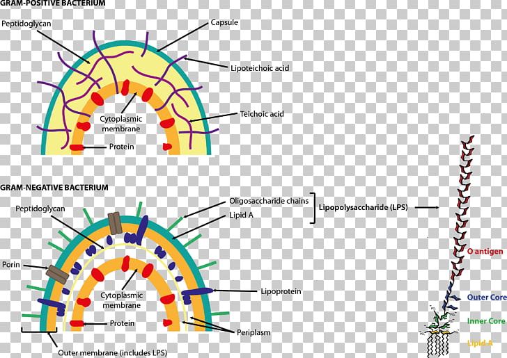 Endotoxin Gram-negative Bacteria Gram-positive Bacteria Bacterial Cell Structure Cell Wall PNG, Clipart, Angle, Archaeans, Area, Bacteria, Bacteroidetes Free PNG Download