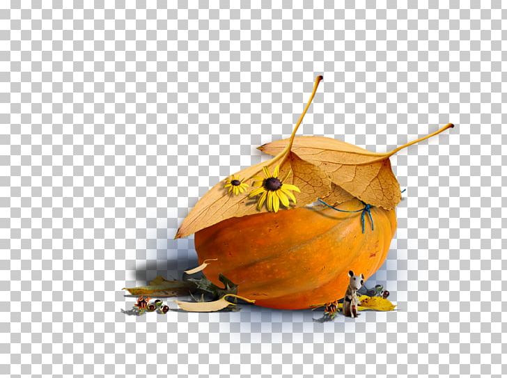 Winter Squash Still Life Photography Leaf PNG, Clipart, Cucurbita, Leaf, Napping, Photography, Pumpkin Free PNG Download