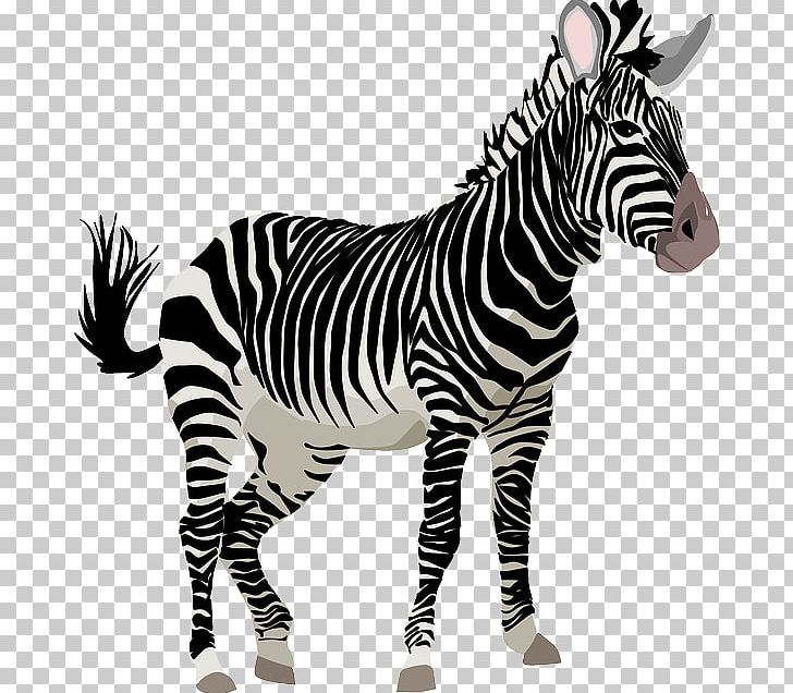 Zebra Free Content Cuteness PNG, Clipart, Animals, Animation, Cartoon, Cute, Cuteness Free PNG Download