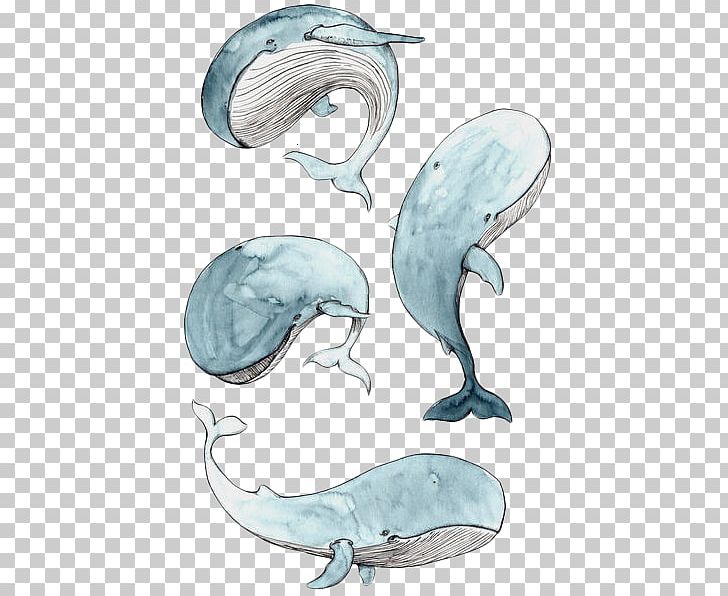 Cetacea Drawing Baby Whale Watercolor Painting Illustration PNG, Clipart, Art, Baby Whale, Blue Whale, Cetacea, Dolphin Free PNG Download