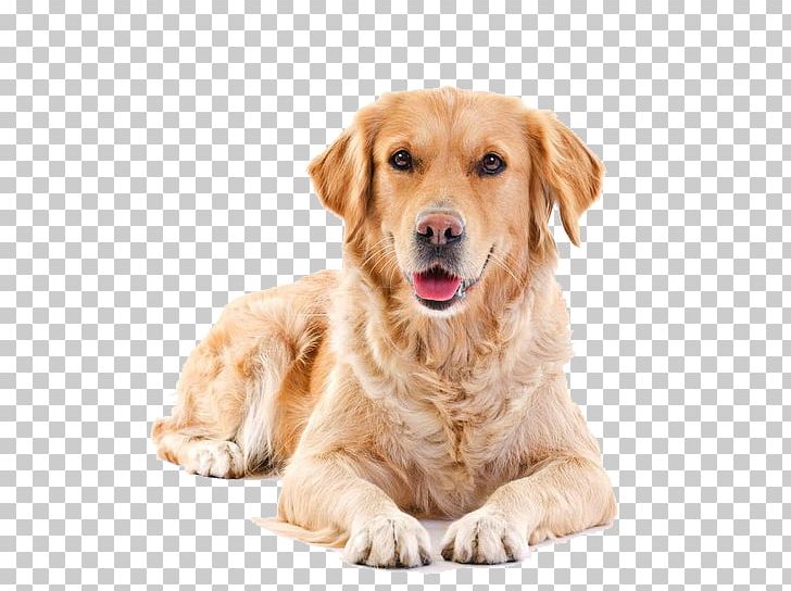 Golden Retriever Puppy Pet Sitting Cat PNG, Clipart, Animal, Art, Carnivoran, Companion Dog, Dog Free PNG Download