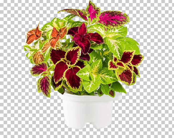 Plectranthus Scutellarioides Click & Grow Ornamental Plant Houseplant Garden PNG, Clipart, Click And Grow Smart Garden, Click And Grow Smart Garden 3, Click Grow, Click Grow Smartpot, Coleus Free PNG Download