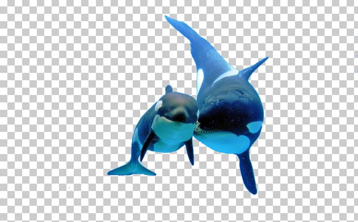 Shark Killer Whale PNG, Clipart, Animals, Beak, Blue, Blue Whale, Cobalt Blue Free PNG Download