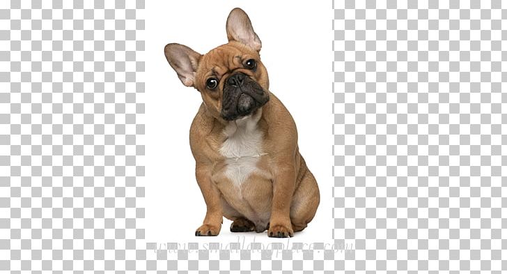French Bulldog English Toy Terrier Cat Pet Veterinarian PNG, Clipart, Animal, Animals, Breed, Bulldog, Carnivoran Free PNG Download