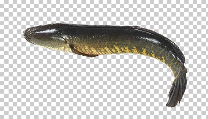 Giant Snakehead Snakehead Murrel Fishes Of The World Northern Snakehead PNG, Clipart, Animals, Bony Fish, Channa, Dong, Fish Free PNG Download