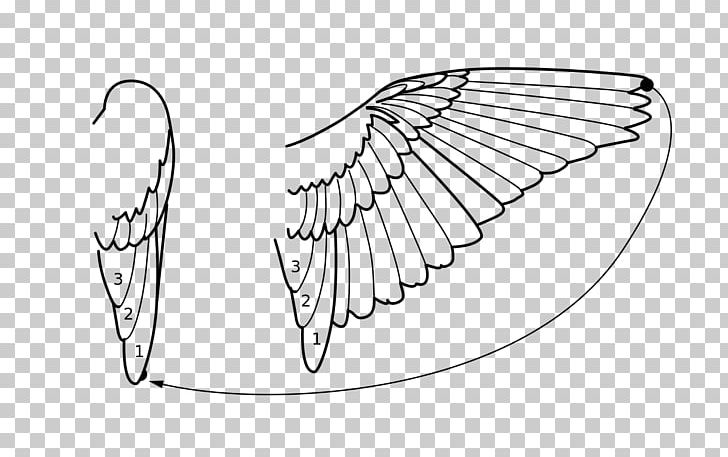 Line Art Schirmfeder Aile Wagtail PNG, Clipart, Aile, Angle, Area, Arm, Artwork Free PNG Download