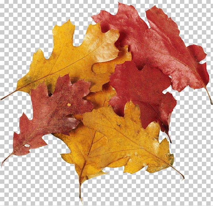 Oak Leaf Cluster PNG, Clipart, Autumn, Chart, Digital Image, Information, Leaf Free PNG Download