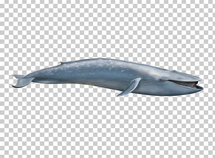 Blue Whale Short-beaked Common Dolphin Cetacea Elephantidae Fin Whale PNG, Clipart,  Free PNG Download
