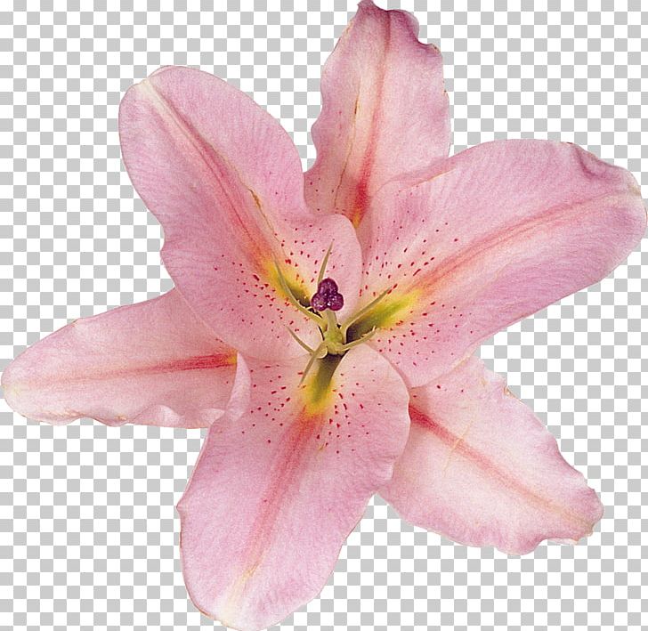 Lilium Flower PNG, Clipart, Cicek, Cicek Resimleri, Data, Daylily, Flower Free PNG Download