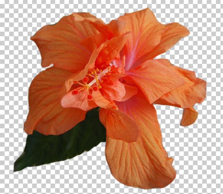 Shoeblackplant Mallows Petal Cut Flowers PNG, Clipart, Canna Family, Canna Lily, Cut Flowers, Flower, Flower Bouquet Free PNG Download