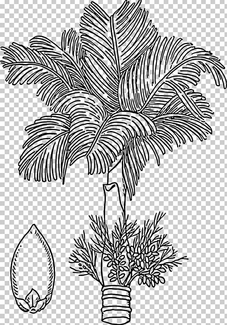 Areca Palm Areca Nut Drawing Arecaceae PNG, Clipart, Arecaceae, Areca Nut, Areca Palm, Betel, Black And White Free PNG Download