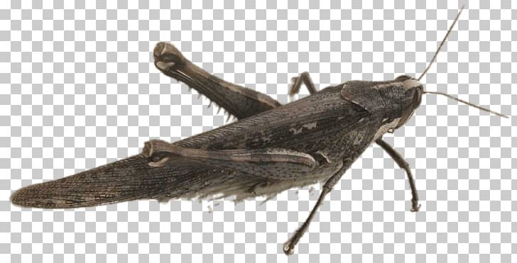 Caelifera Grasshopper PNG, Clipart, Animal, Animal World, Biology, Butterflies And Moths, Butterfly Free PNG Download