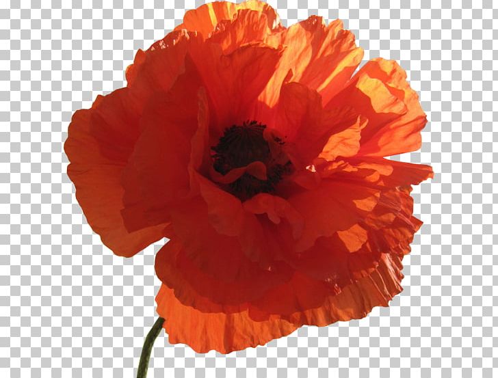 Common Poppy Flower PNG, Clipart, Creative, Flowers, Flowers Vector Material, Happy Birthday Vector Images, Line Free PNG Download