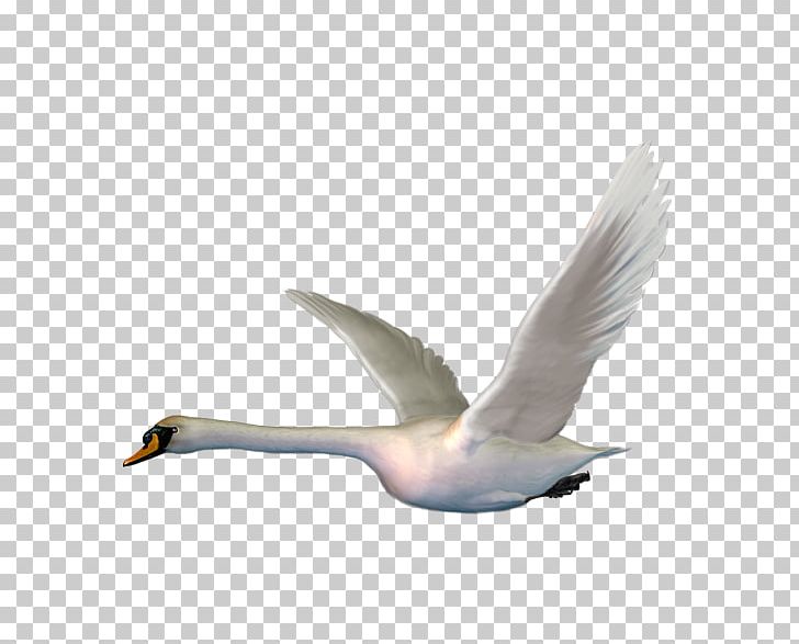 Cygnini Bird PNG, Clipart, Albom, Animals, Background White, Bird Migration, Black White Free PNG Download