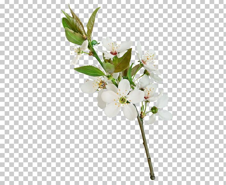 Flower White Pear Leaf PNG, Clipart, Blossom, Branch, Cherry Blossom, Cut Flowers, Ewha Free PNG Download