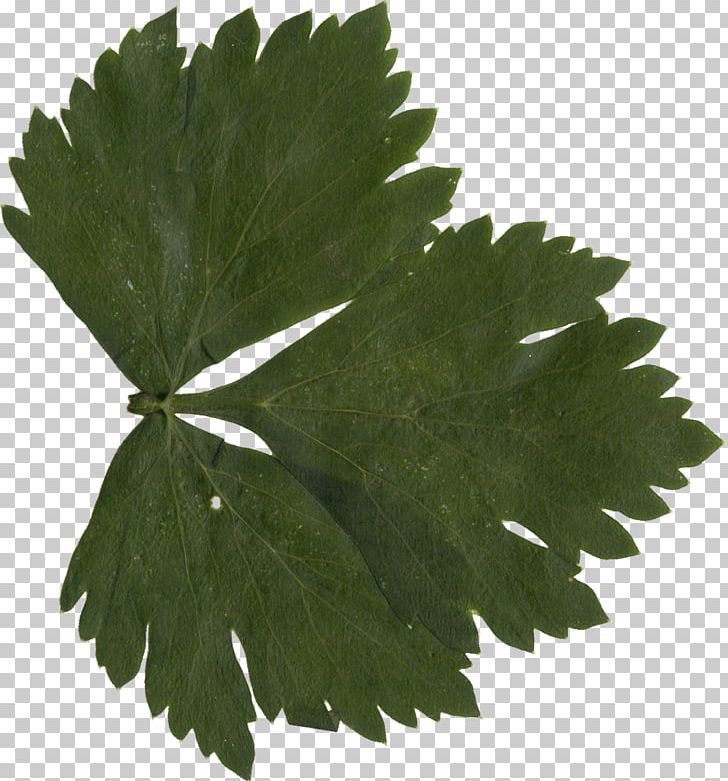 Leaf Grape Leaves PNG, Clipart, Com, Display Resolution, Download, Grape Leaves, Grapevines Free PNG Download