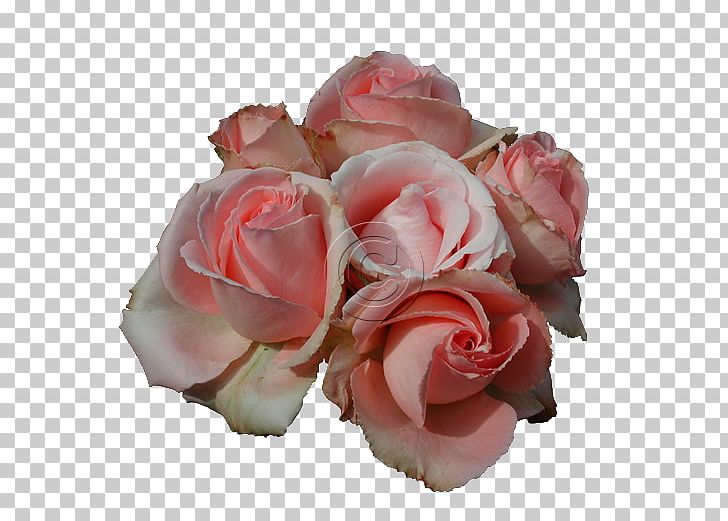 Rose Pink Flowers PNG, Clipart, Artificial Flower, Celebrities, Cut Flowers, Desktop Wallpaper, Digital Image Free PNG Download