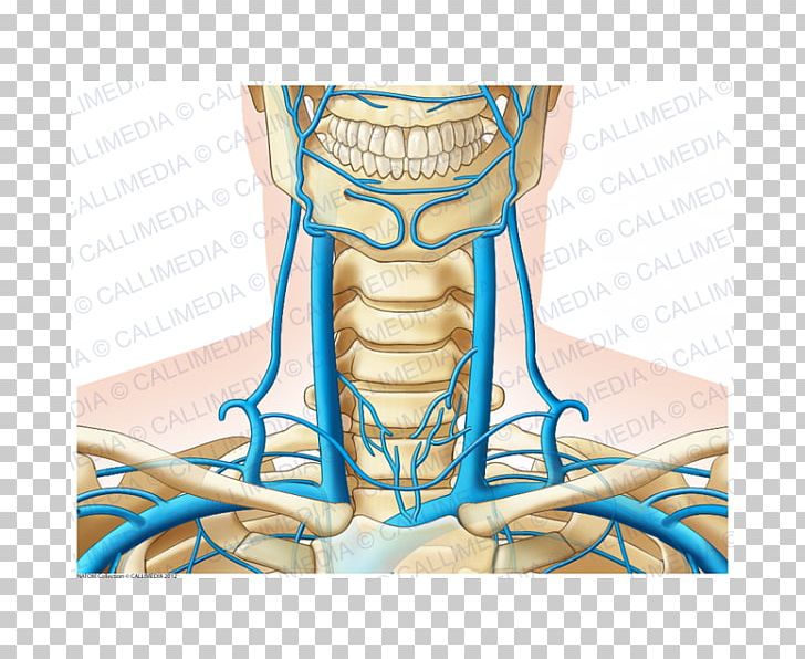 Thumb Head And Neck Anatomy Vein Human Body PNG, Clipart, Abdomen, Anatomy, Arm, Blood Vessel, Cervical Vertebrae Free PNG Download