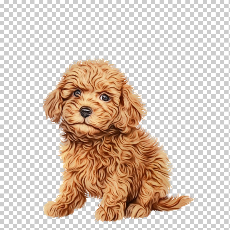 American Cocker Spaniel Cockapoo Toy Poodle Miniature Poodle Poodle PNG, Clipart, American Cocker Spaniel, Cavapoo, Cockapoo, Companion Dog, Dog Free PNG Download