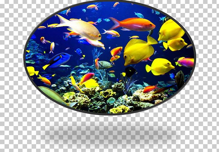 Coral Reef Fish Tropical Fish Ocean PNG, Clipart, Animal, Aquarium, Coral, Coral Reef, Coral Reef Fish Free PNG Download