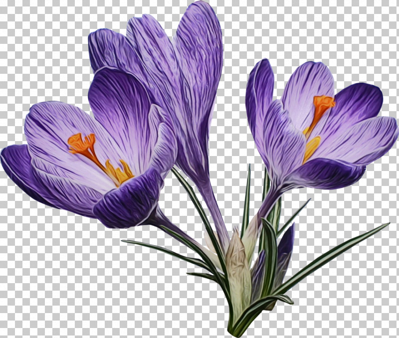 Flower Cretan Crocus Crocus Tommie Crocus Plant PNG, Clipart, Cretan Crocus, Crocus, Flower, Paint, Perennial Plant Free PNG Download