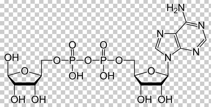 Ribose Adenosine Diphosphate Adenosine Triphosphate Adenine PNG, Clipart, Adenosine, Adenosine Diphosphate, Adenosine Monophosphate, Angle, Auto Part Free PNG Download
