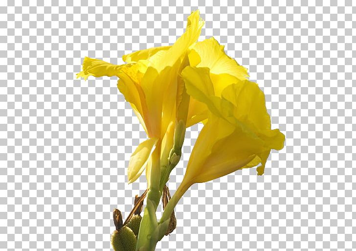 Canna Daffodil Cut Flowers Lilium PNG, Clipart, Beautiful, Beautiful Flowers, Big, Big Flower, Canna Free PNG Download