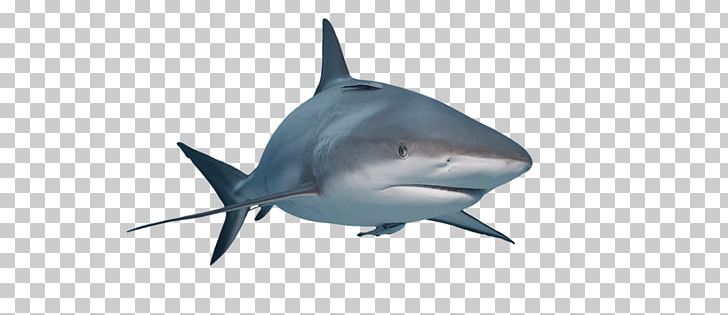 Great White Shark Requiem Sharks Lamniformes Nurse Shark Isurus Oxyrinchus PNG, Clipart, Animals, Blue Shark, Cartilaginous Fish, Drawing, Fauna Free PNG Download