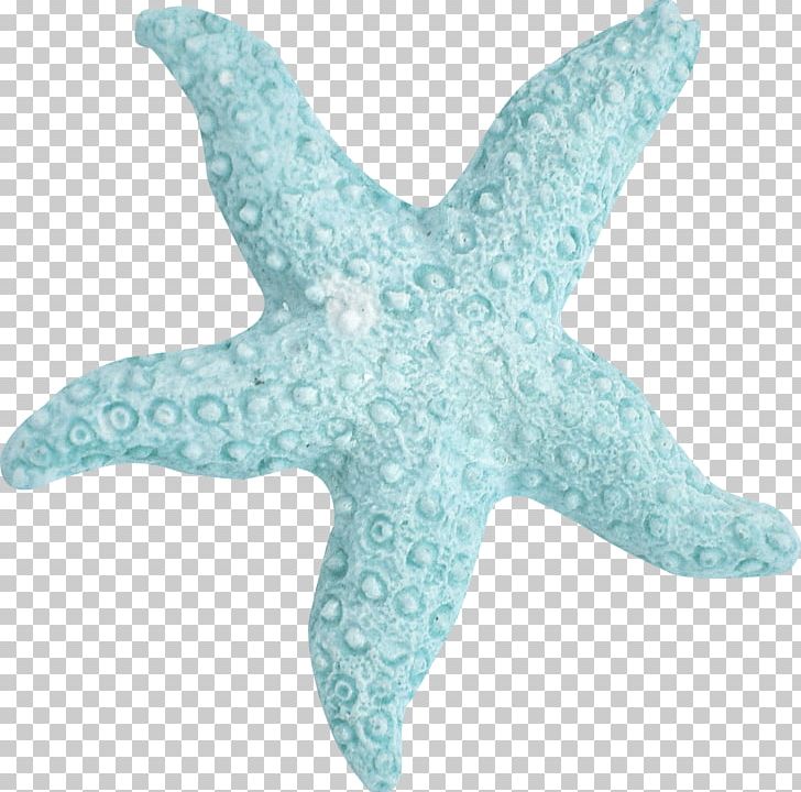 Starfish Sea Marine Biology Turquoise PNG, Clipart, Aqua, Beach, Blue, Coast, Color Free PNG Download
