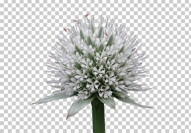 Chives Cut Flowers PNG, Clipart, Chives, Cut Flowers, Detritus, Flower, Flowering Plant Free PNG Download