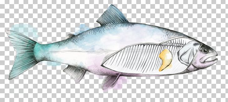 Fish Skretting Rainbow Trout Tilapia PNG, Clipart, Animal Figure, Animals, Aquaculture, Bass, Commercial Fish Feed Free PNG Download