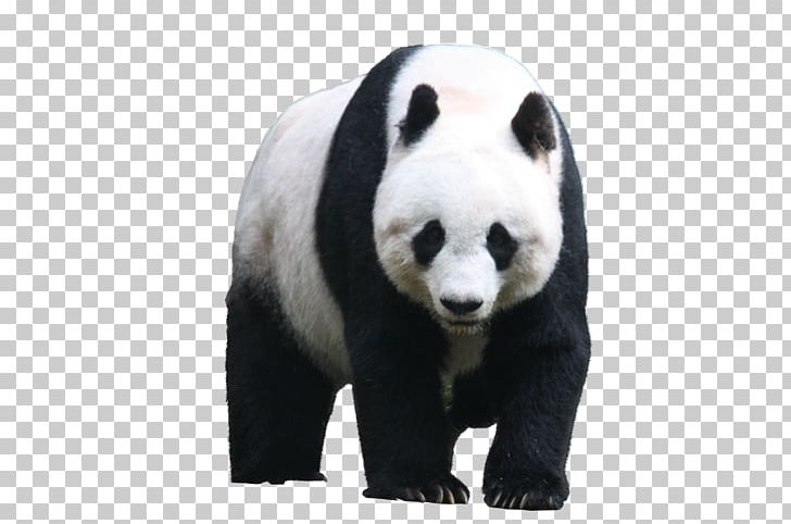Giant Panda Hamilton 70th Tony Awards Musical Theatre PNG, Clipart, 70th Tony Awards, Bear, Broadway Theatre, Carnivoran, Composer Free PNG Download