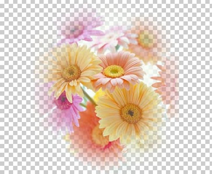 Transvaal Daisy Cut Flowers Chrysanthemum Oxeye Daisy PNG, Clipart, Birthday, Chrysanthemum, Chrysanths, Common Sunflower, Cut Flowers Free PNG Download