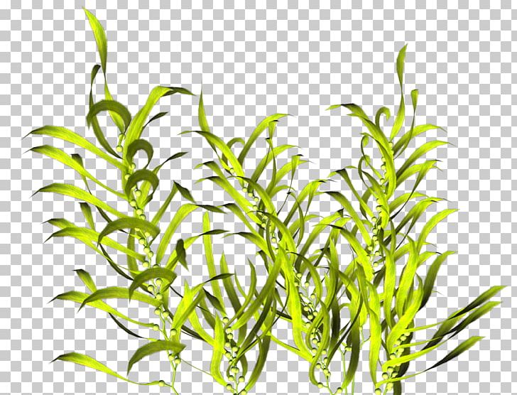 underwater plants png