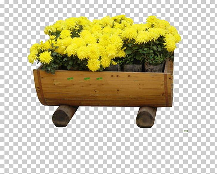 Flower Chrysanthemum Garden PNG, Clipart, Bed, Bonsai, Chrysanths, Cut Flowers, Download Free PNG Download